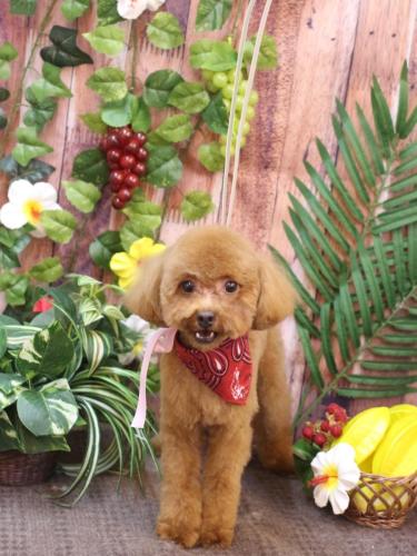 20230812このはちゃん